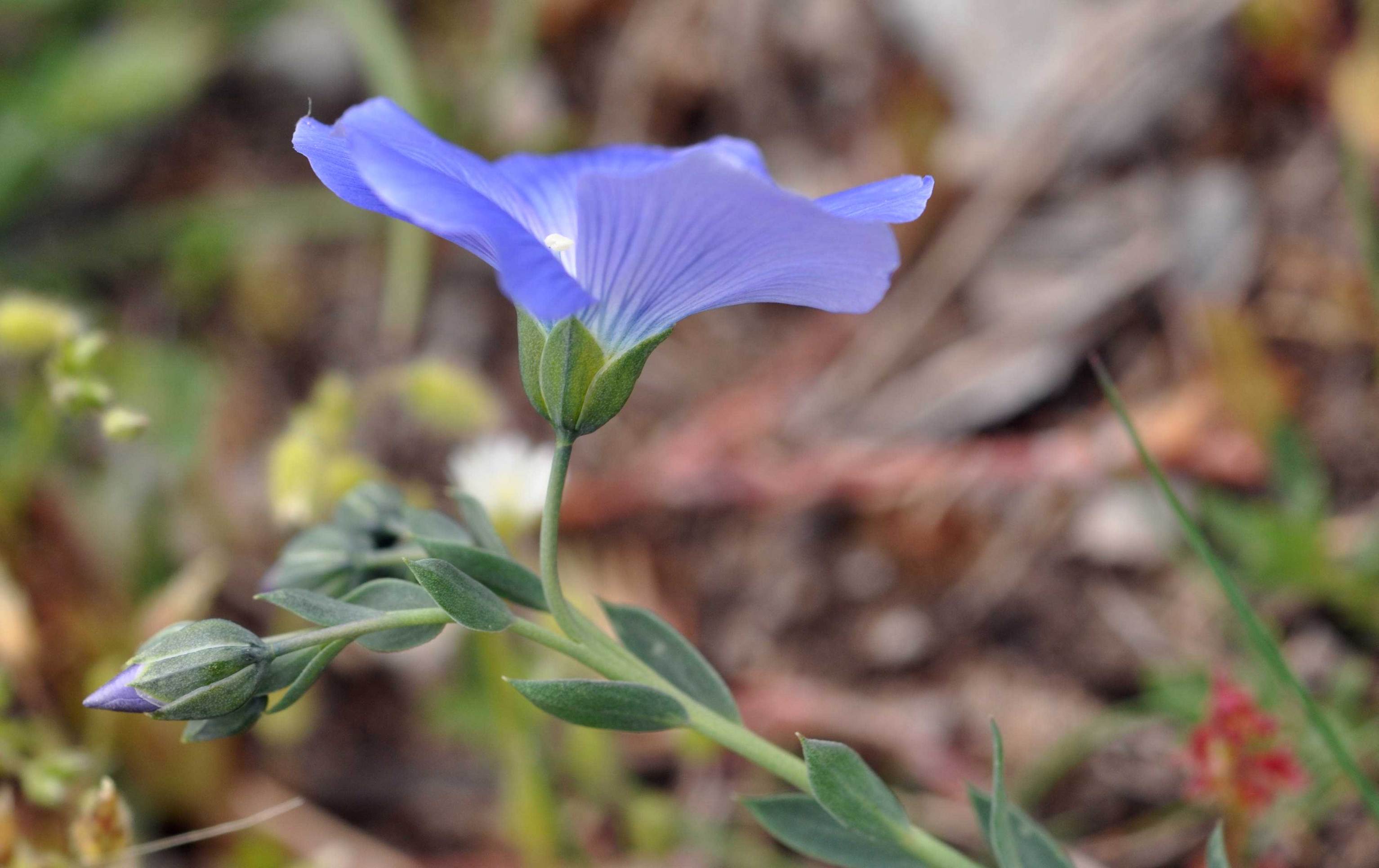 Linum punctatum / Lino punteggiato